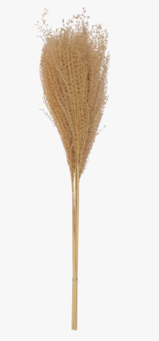 Mini pampas olki tumma hiekka