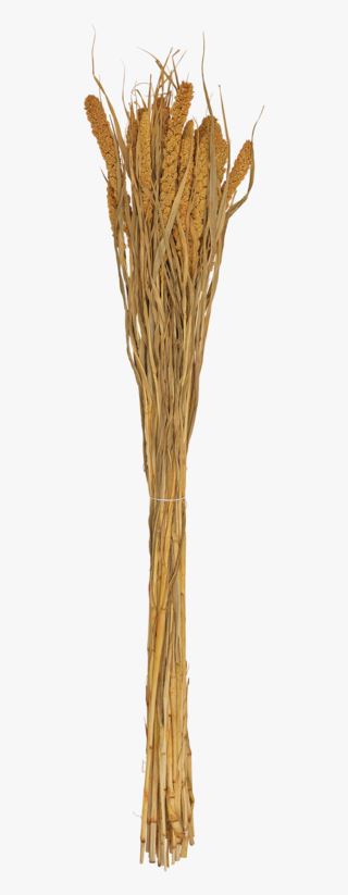 Setaria olki keltainen
