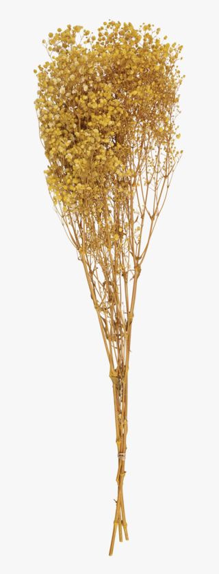 Gypsophila olki keltainen