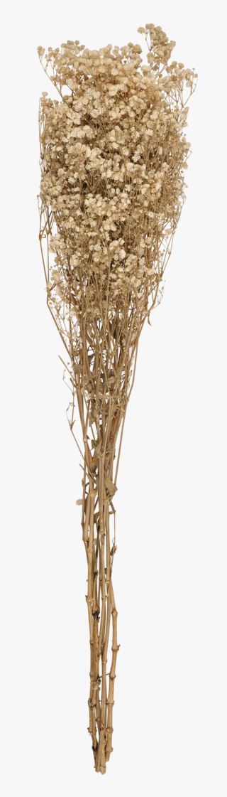 Gypsophila olki valkoinen