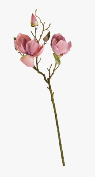 Magnolia singel kukka roosa