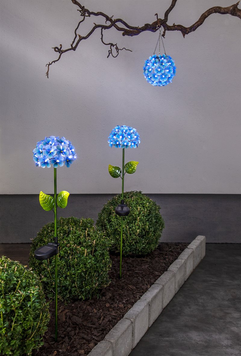 Aurinkokennovalaisin Hortensia
