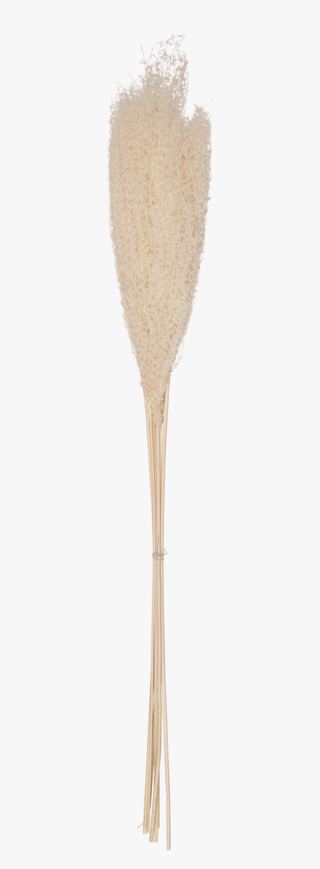 Mini pampas olki luonnonvalkoinen