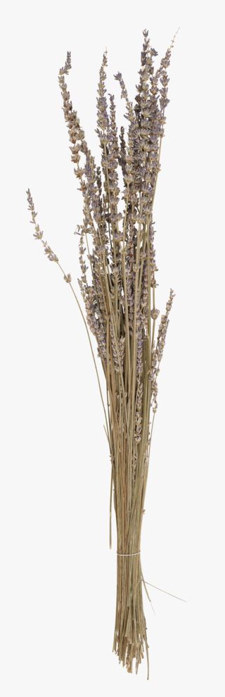 Lavender olki laventeli