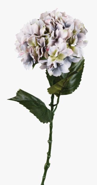 Hortensia kukka sumuinen liila