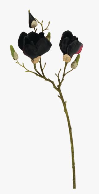 Magnolia singel kukka viininpunainen